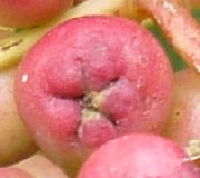 Five stars on Rowan fruit, click to enlarge
