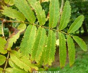 Leaf of sorbus aucuparia Beissneri