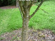 Bark and trunk of sorbus aucuparia 'Sheerwater Seedling'
