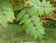Leaf of sorbus aucuparia (Rowan tree)