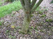 The bark of sorbus cashmiriana (Kashmir Rowan)