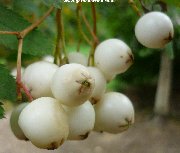 White berries of the Kashmir Rowan (sorbus cashmiriana)