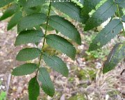 Leaves of Kashmir Rowan (sorbus cashmiriana)