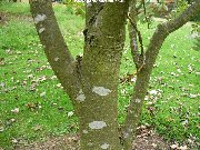 The trunk of the Showy Mountain Ash / Rowan (sorbus decora)