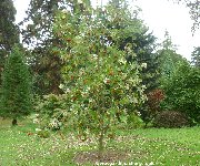 Sorbus decora - Rowan tree