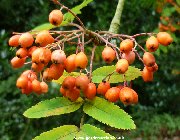 Berries of sorbus esserteauana
