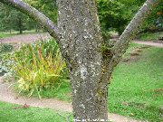 The bark of sorbus hupehensis 'Rosea'