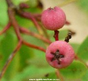 The berries of sorbus hupehensis 'Rosea'