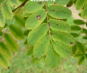 The leaves of sorbus hupehensis 'Rosea'