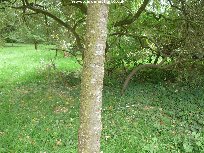 The bark and trunk of sorbus hupehensis (Hupeh Rowan)