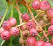 Berries of sorbus hupehensis (Hupeh Rowan)