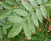 Leaf of sorbus hupehensis (Hupeh Rowan)