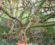 The bark of the Madeira Rowan tree (sorbus madriensis)