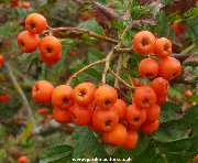 The berries of the Madeira Rowan tree (sorbus madriensis)