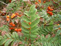The leaves of the Madeira Rowan tree (sorbus madriensis)