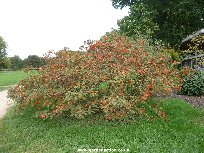 Sorbus madarensis
