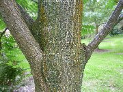 The bark and trunk of sorbus matsumurana