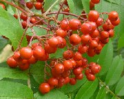Berries of sorbus matsumurana