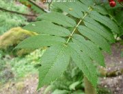 Leaves of sorbus matsumurana