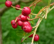 The berries of the Small Leaf Rowan (sorbus-microphylla)