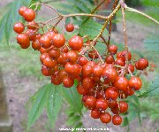 Berries of sorbus randaiensis
