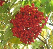 The berries of Sargent's Rowan (sorbus sargentiana)