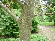 Bark and trunk of Wilford's Rowan (sorbus wilfordii)