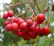 Berries of Wilford's Rowan (sorbus wilfordii)