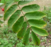 Leaves of Wilford's Rowan (sorbus wilfordii)