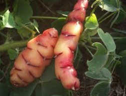 Tubers of oca or New Zealand Yam