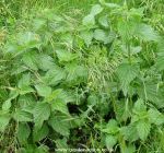 Stinging Nettle picture