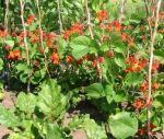 Runner Bean variety Pickwick