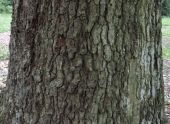 Bark and trunk of quercus canariensis (Mirbeck's Oak)
