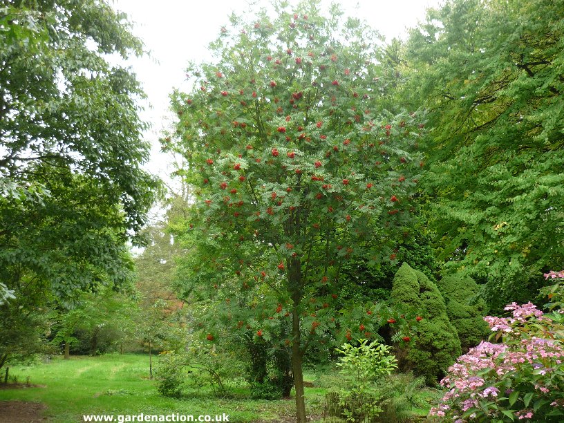 Other less well known species of Rowan trees